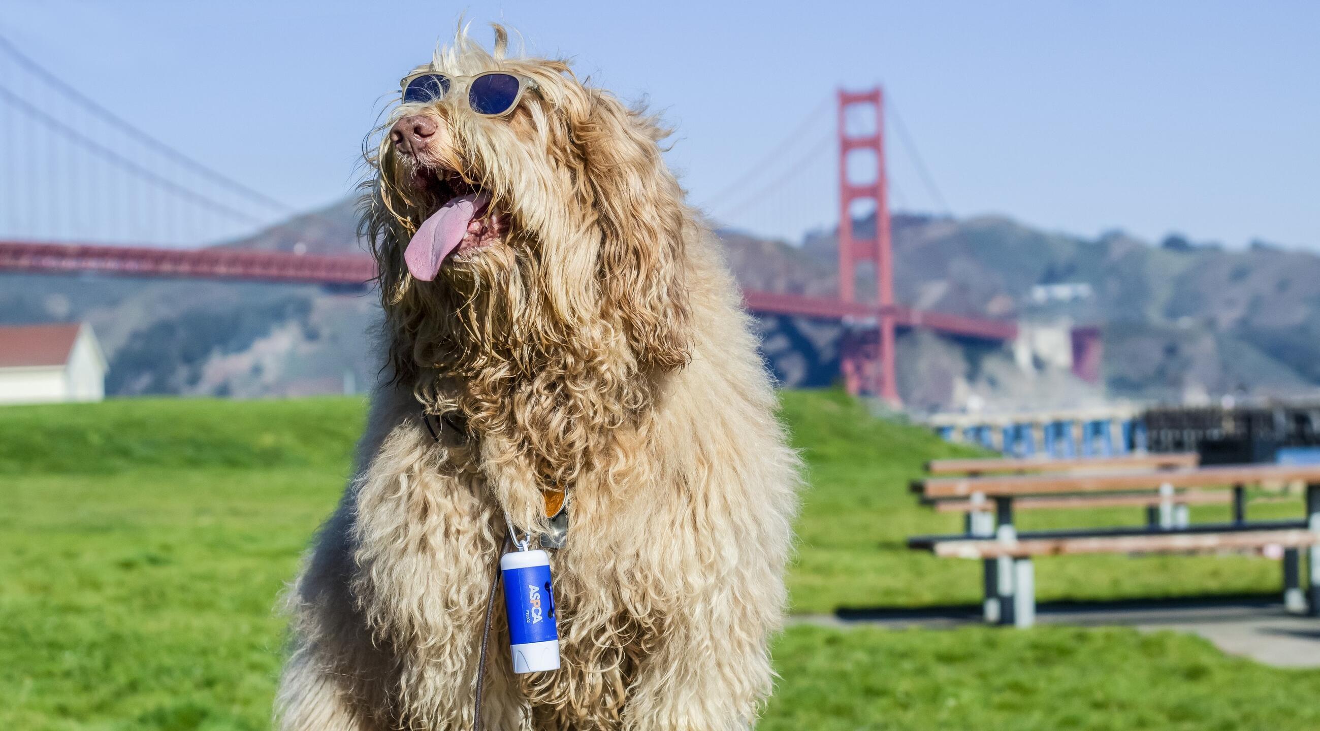 Branded Pet Products