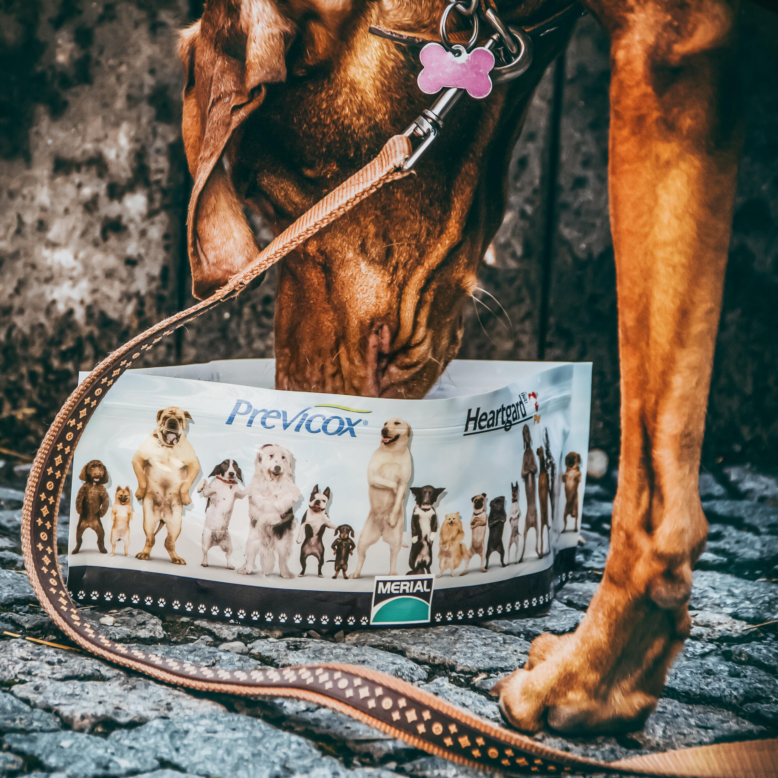 Treats for Your Pets