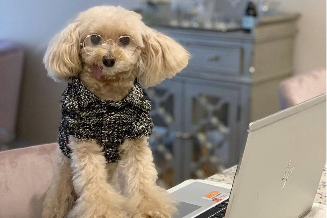 See a Pet, Share a Pet Winners