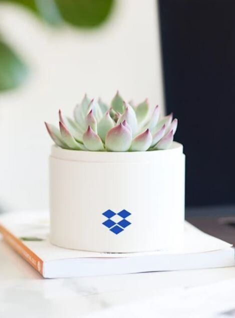 lula's garden plants